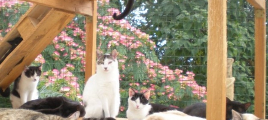 Vignette Service Protection Animale