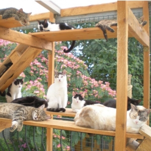 Vignette Service Protection Animale