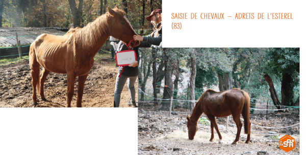 Saisie chevaux min