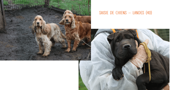 saisie chiens2